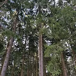 Apartament Ciao Birkenwald 你好白桦林民宿