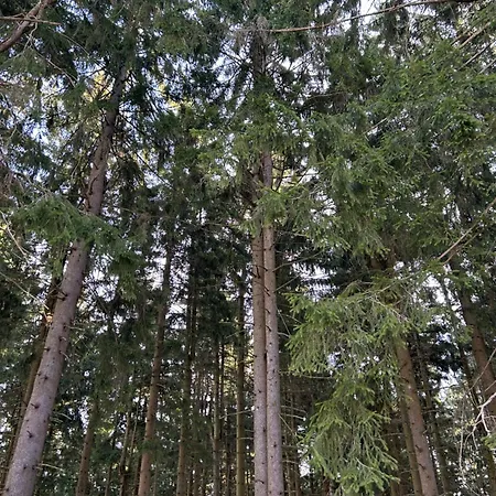 Apartmán Ciao Birkenwald 你好白桦林民宿
