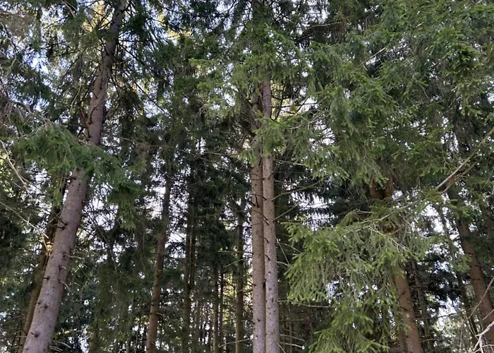 Apartament Ciao Fewo Birkenwald 你好白桦林民宿